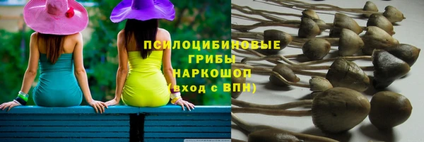 стаф Богданович