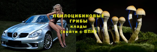 стаф Богданович